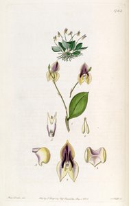 Lepanthes tridentata